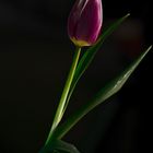 Lichterspiel mit einer Tulpe