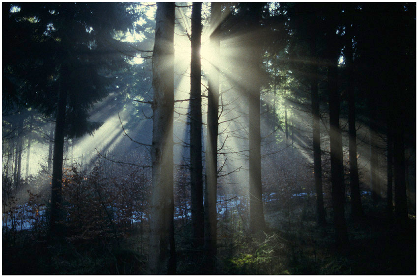 Lichterspiele im Winterwald