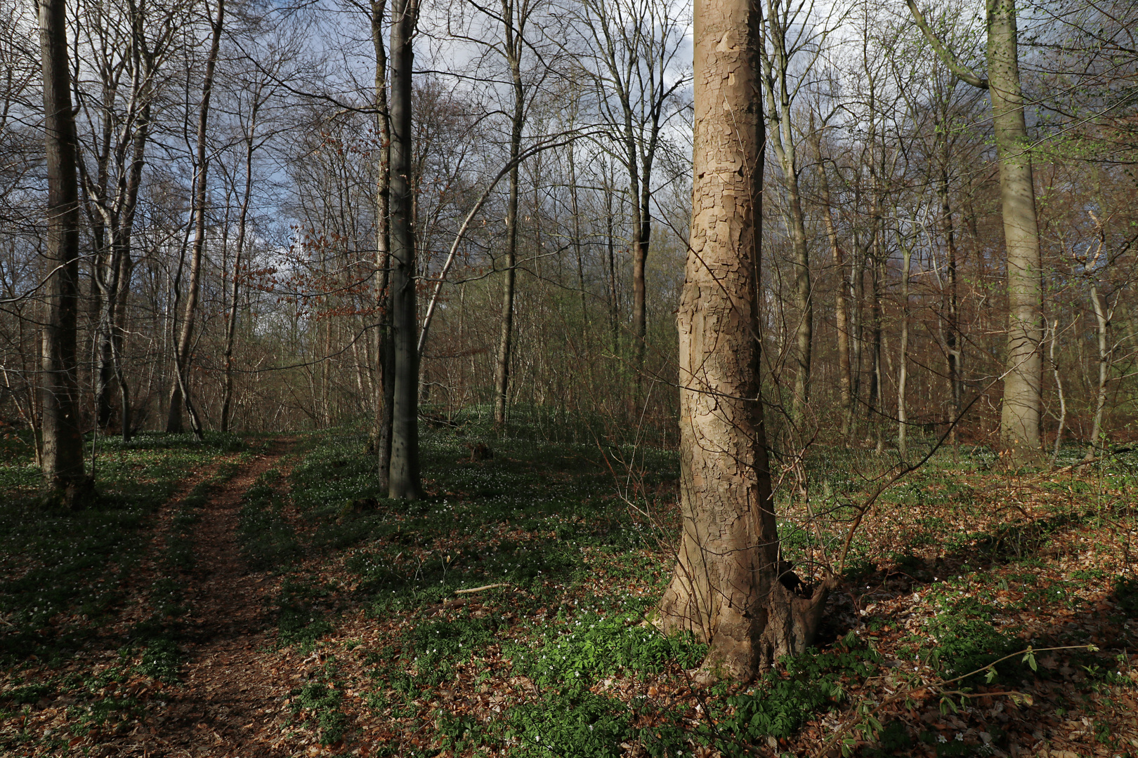 Lichtes Gehölz