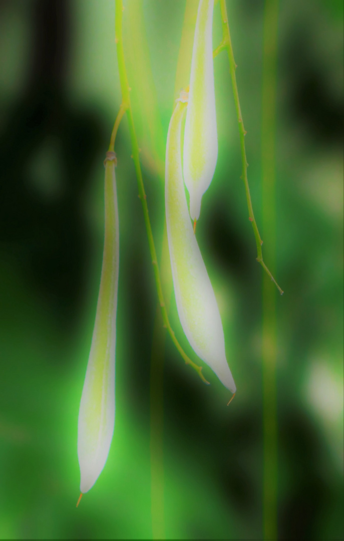 Lichtfähnchen im Wind