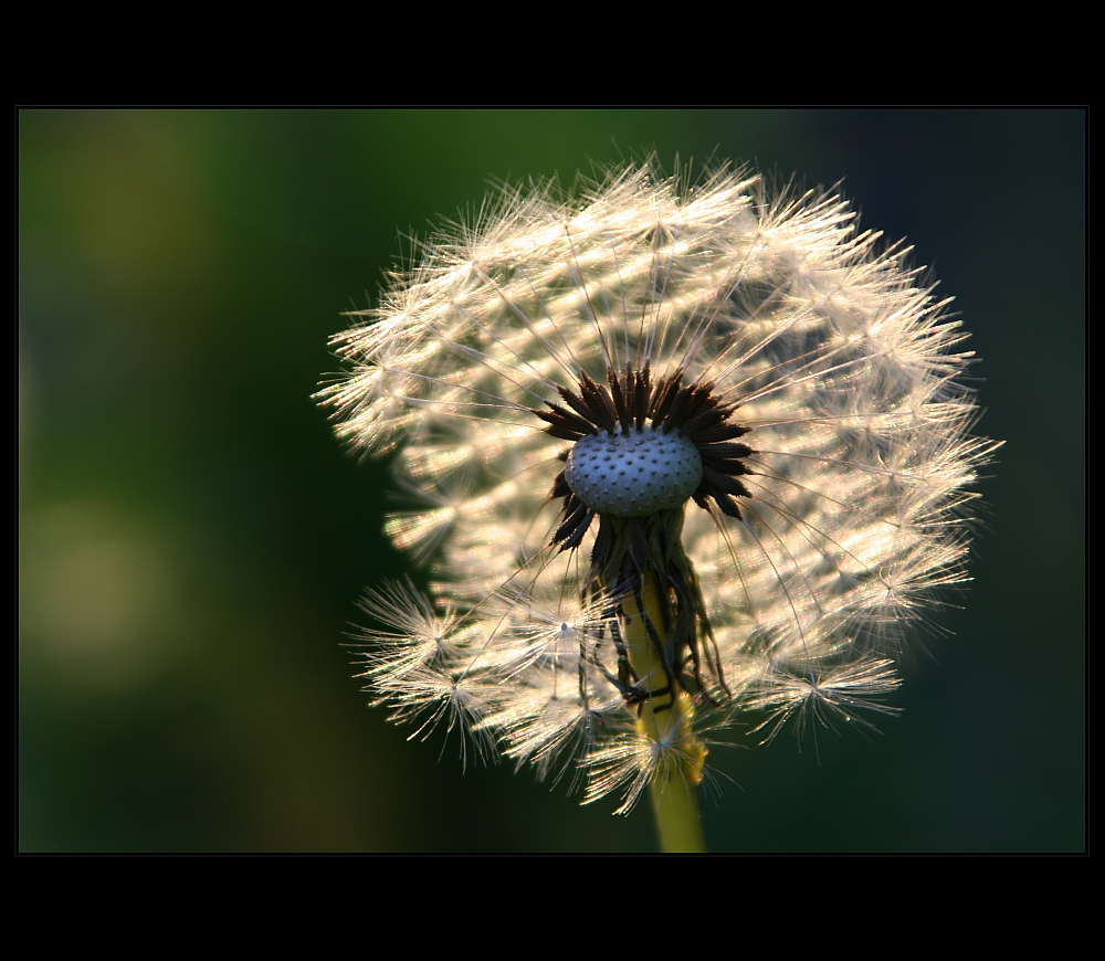 ~ Lichtfänger [2] ~