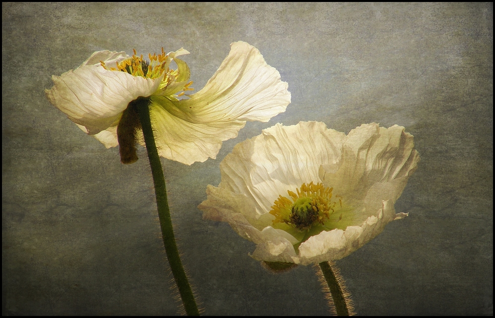 Lichtfänger... von Veronika Pinke 