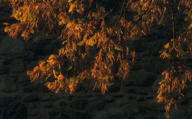 Lichtfänger an der Templiner Stadtmauer