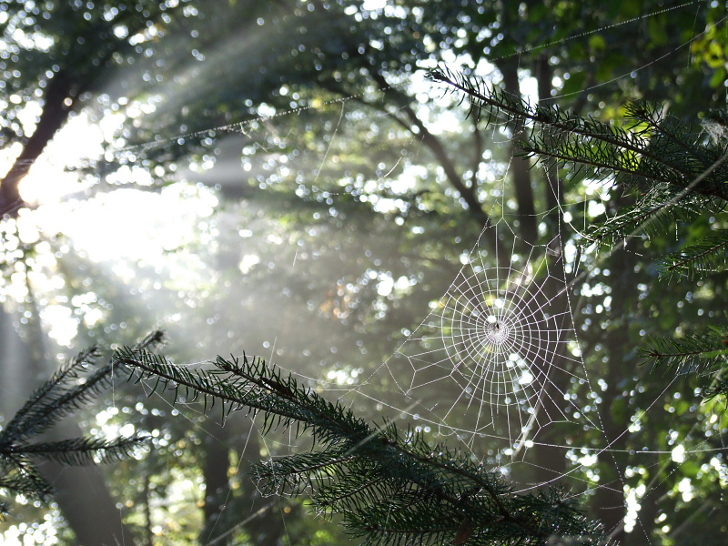 Lichtfänger