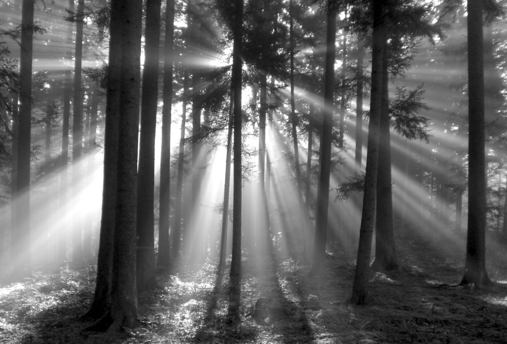 Lichtfantasie im herbstlichen Nebelwald