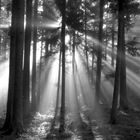 Lichtfantasie im herbstlichen Nebelwald
