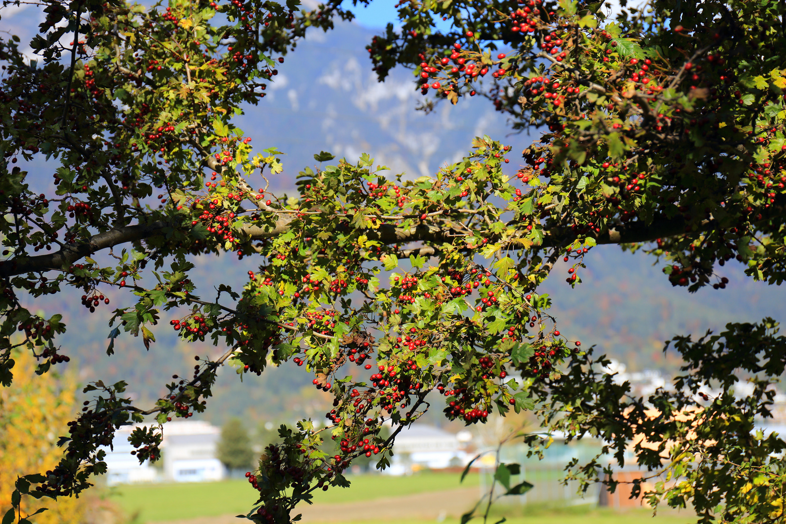 Lichtfenster im goldenen Herbst