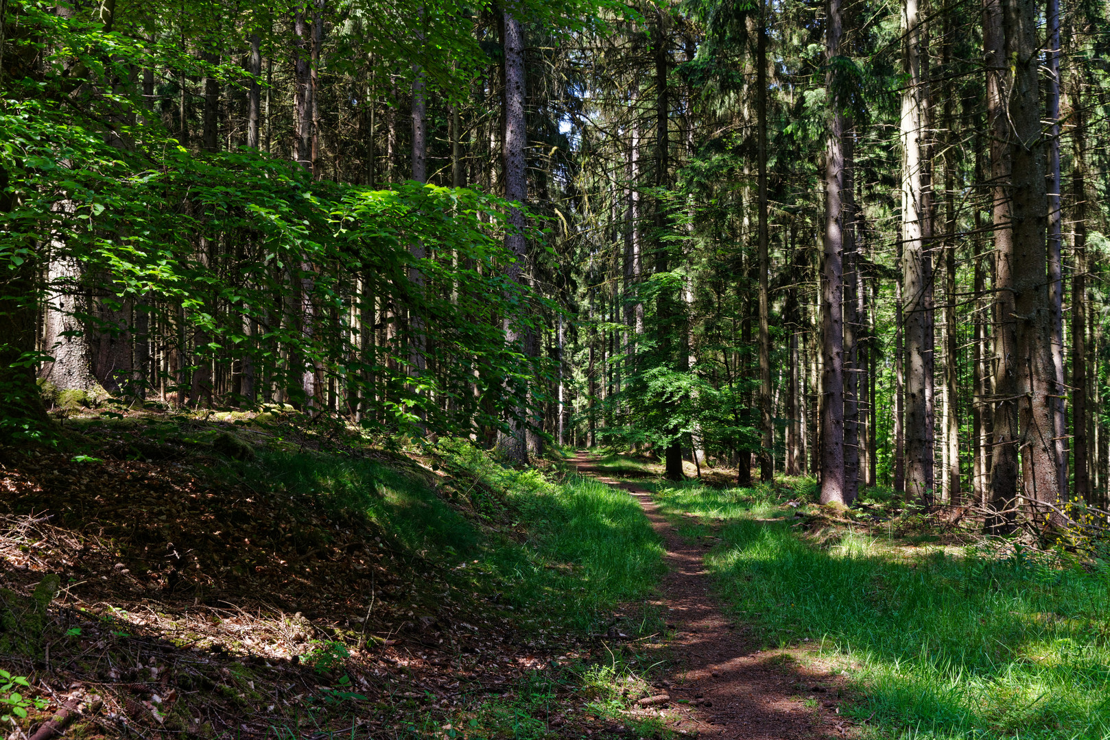 Lichtflecke im Frühlingswald