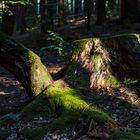 Lichtflecke im Wald