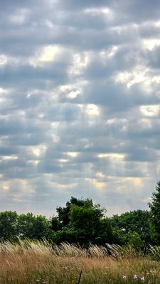 Lichtflüstern über der Sommerwiese