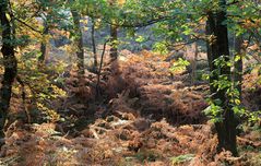 Lichtflut im Eichenwald im Herbst...