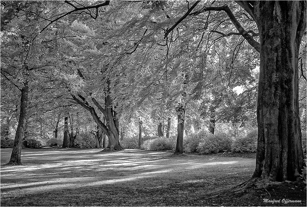 Lichtflut-im-Park---IR Herbst in SW