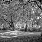 Lichtflut-im-Park---IR Herbst in SW