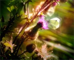 Lichtgeboren