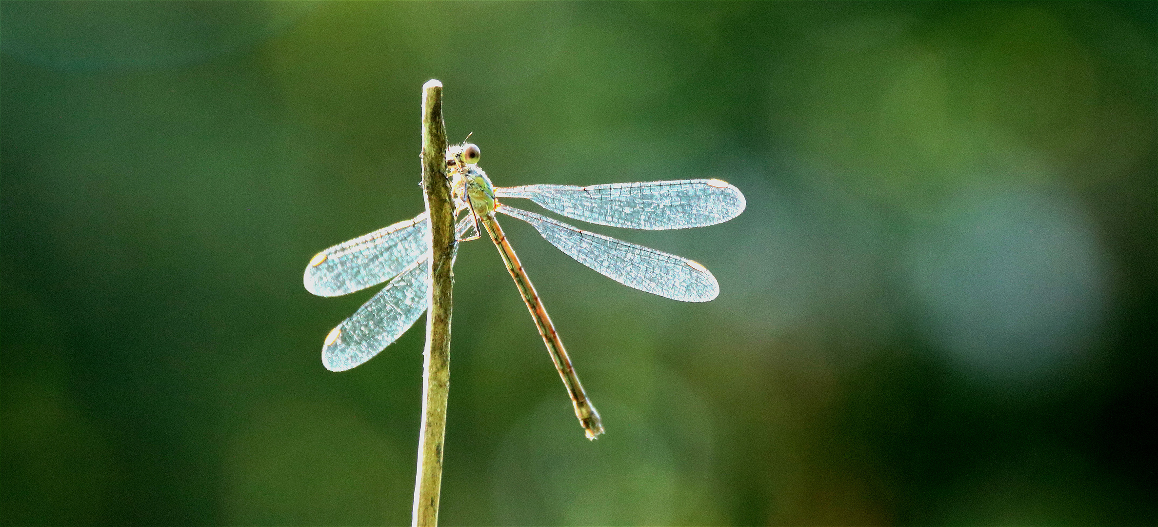 Lichtgestalt