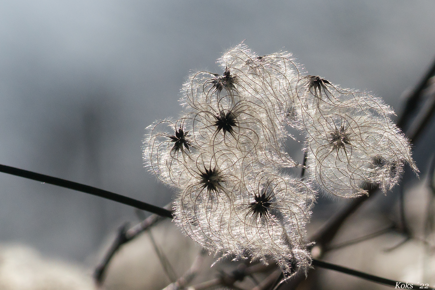 Lichtgestalt