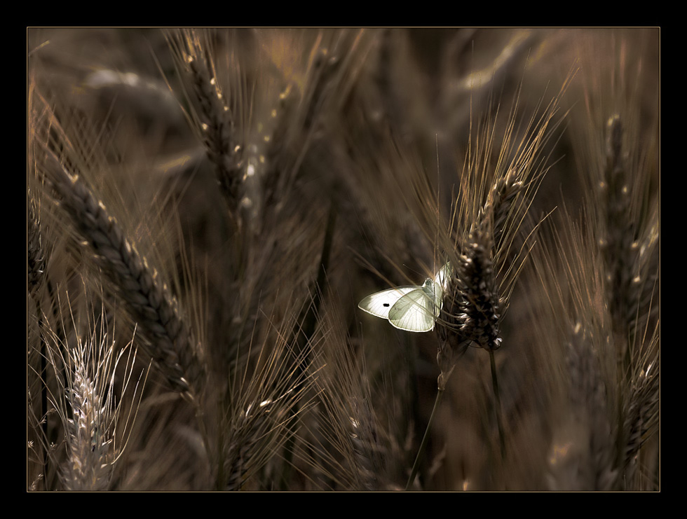 Lichtgestalt