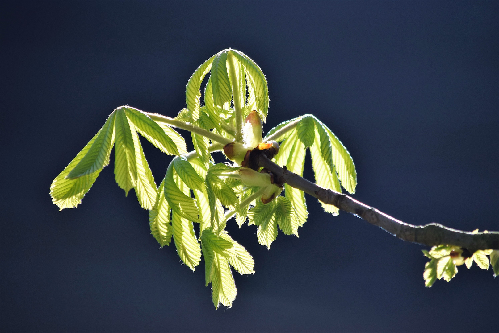 Lichtgestalt