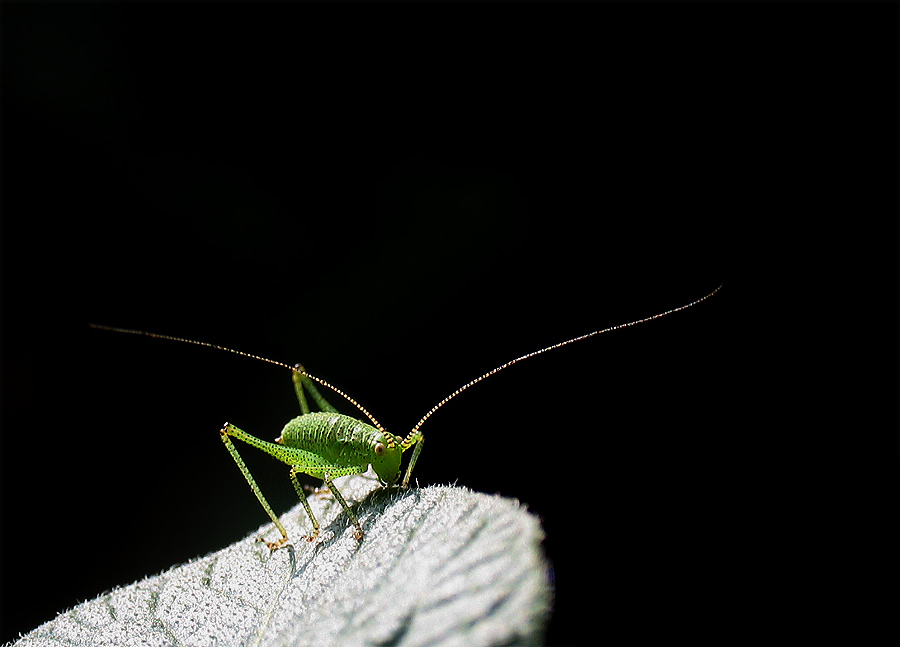 Lichtgestalt