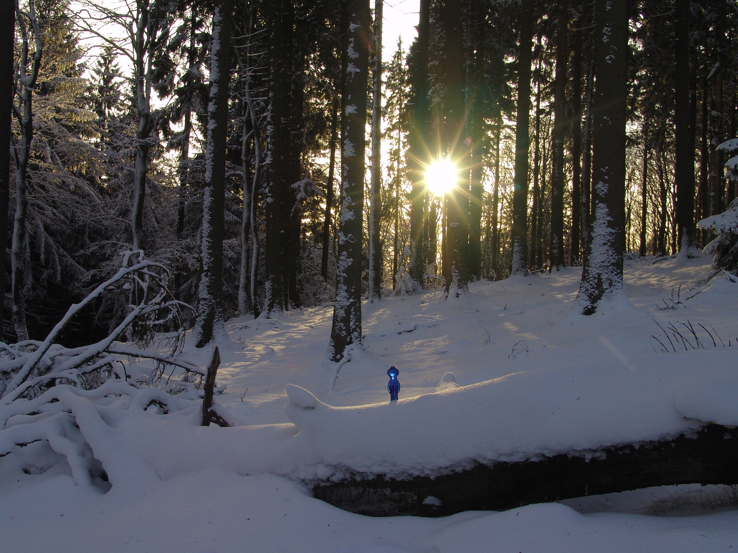 Lichtgestalt im Wald