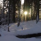 Lichtgestalt im Wald