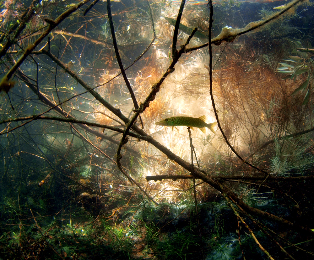 Lichtgestalt mit Spiegelung