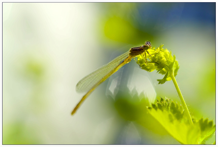 Lichtgestalt, oder ....