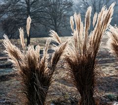 Lichtgestalten