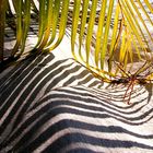 Lichtillusion, ein Zebra im Sand