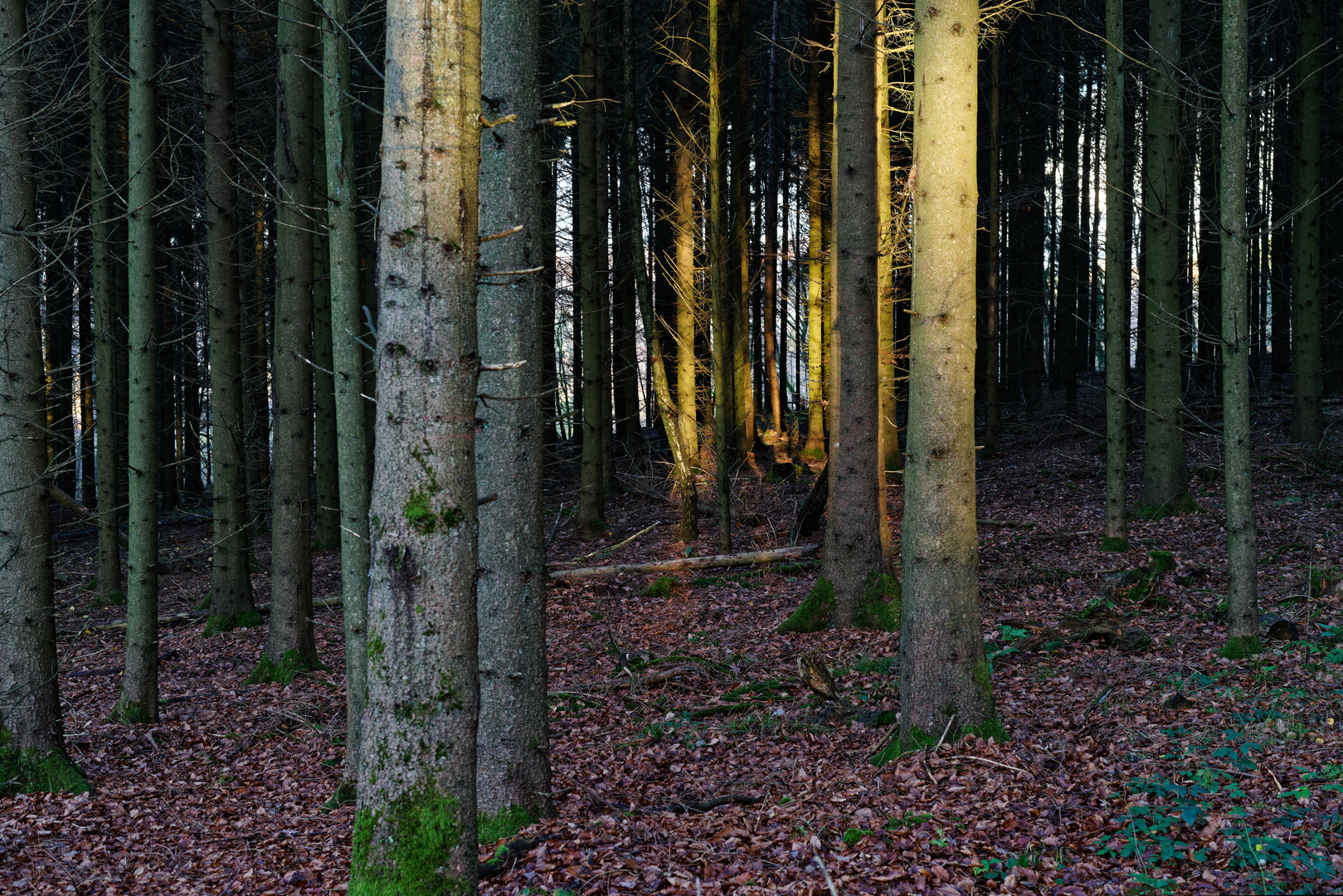 Lichtinsel im dunklen Fichtenwald