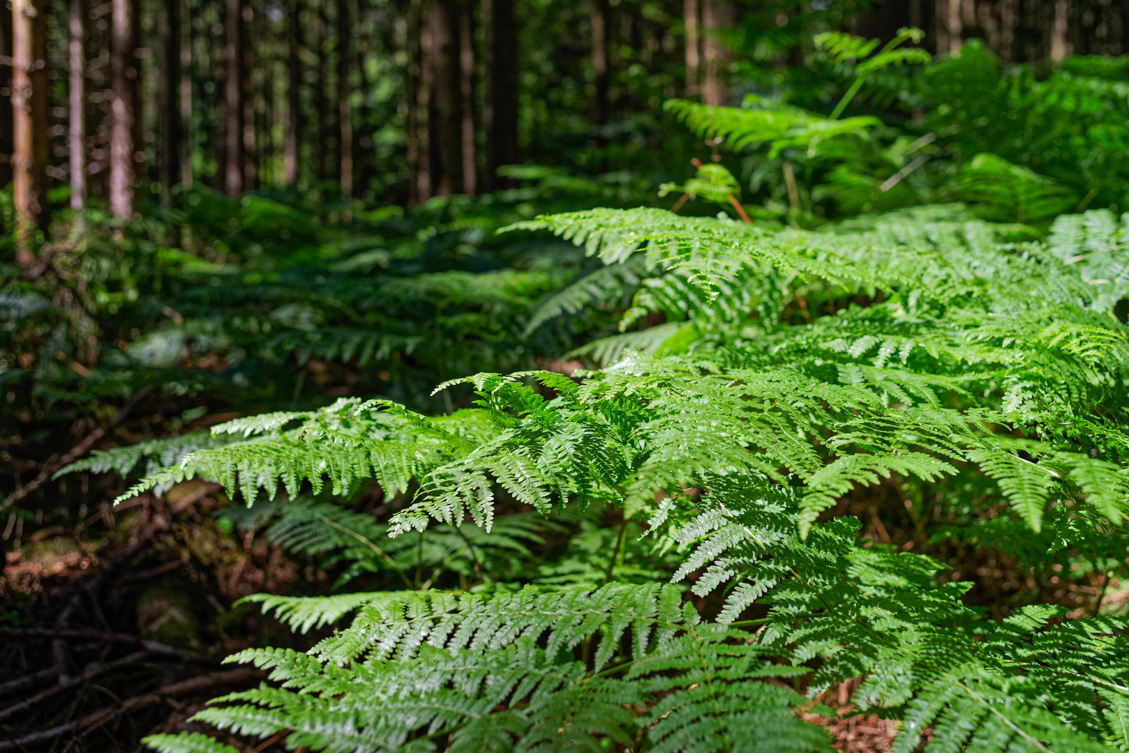 Lichtinsel im dunklen Fichtenwald