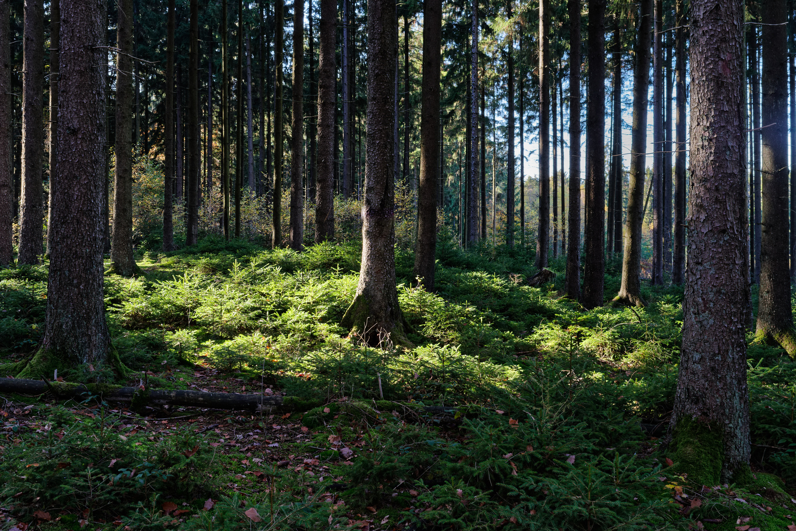 Lichtinsel im Fichtenwald