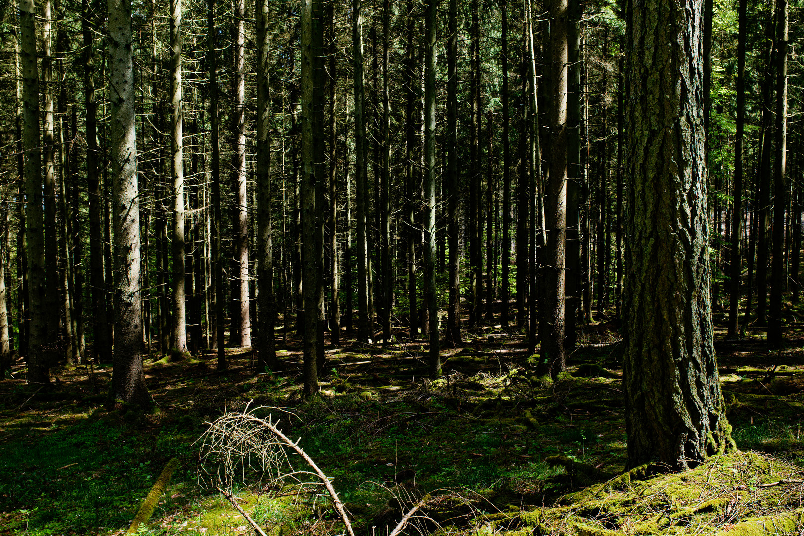 Lichtinseln im Fichtenwald