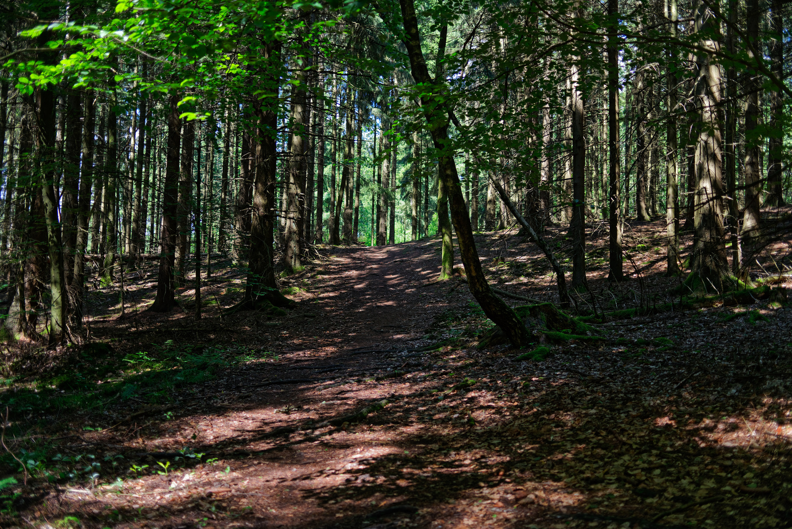 Lichtinseln im Fichtenwald