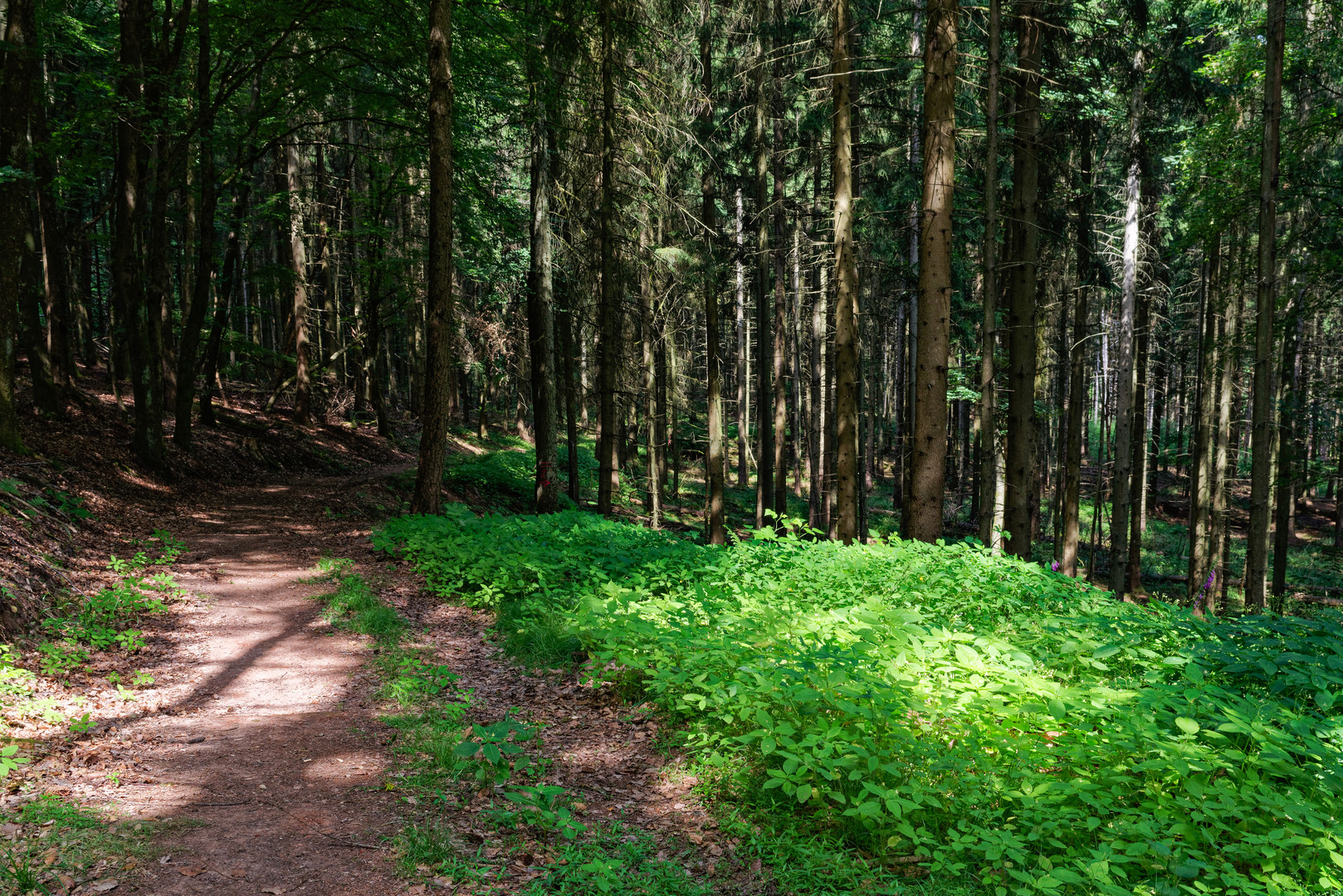 Lichtinseln im sommerlichen Fichtenwald