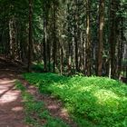 Lichtinseln im sommerlichen Fichtenwald