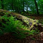 Lichtinseln im Wald