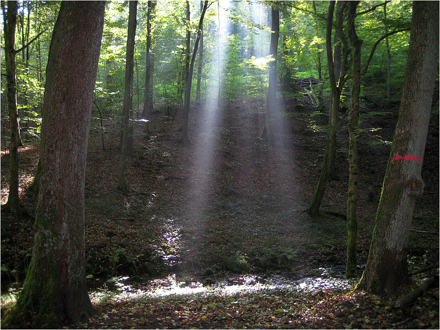 Lichtkegel im herbstlichen Kissinger Wald