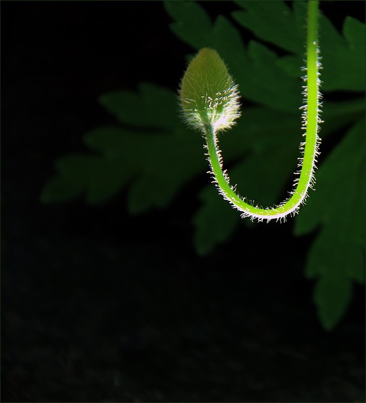 Lichtköder