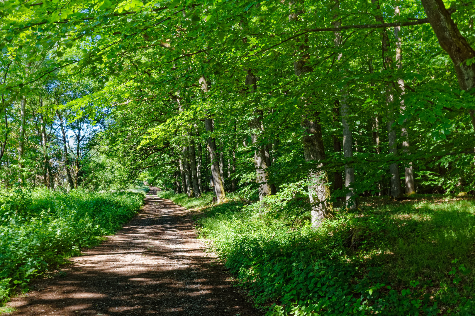 Lichtkontraste auf dem Waldweg