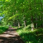 Lichtkontraste auf dem Waldweg