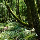 Lichtkontraste entlang eines Waldpfads