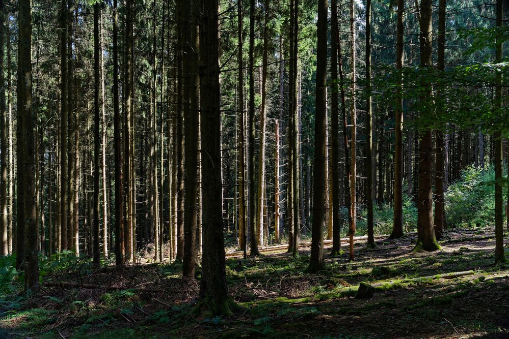 Lichtkontraste im dunklen Fichtenwald