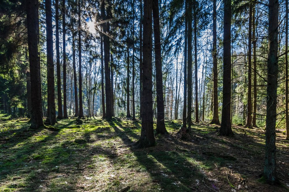 Lichtkontraste im Fichtenwald