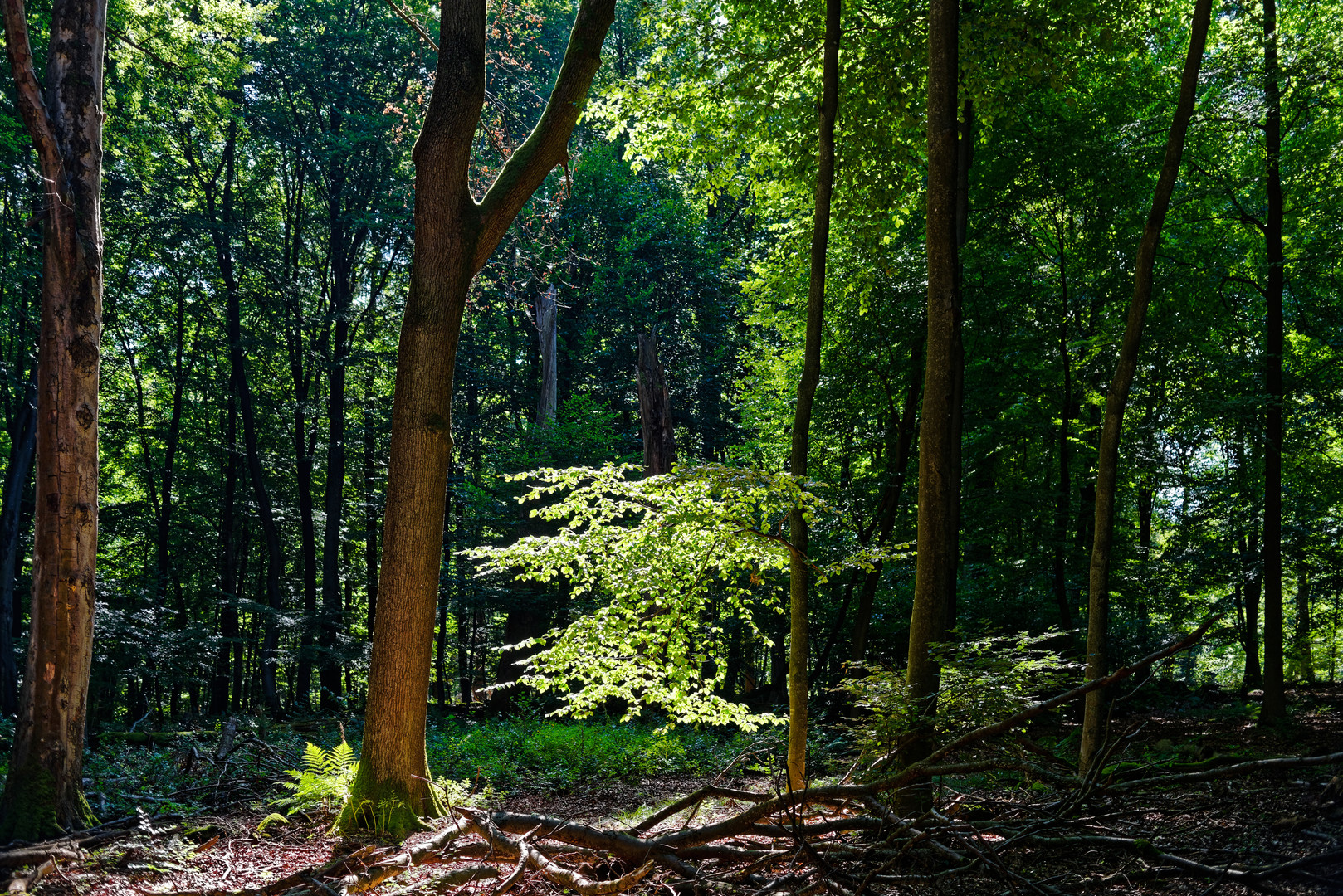 Lichtkontraste im Sommerwald