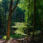 Lichtkontraste im Sommerwald