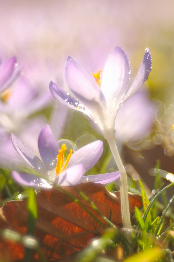 Lichtkrokusse