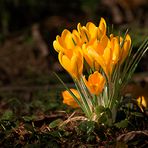 Lichtkuss für den Krokus