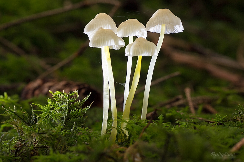 Lichtlein im Wald