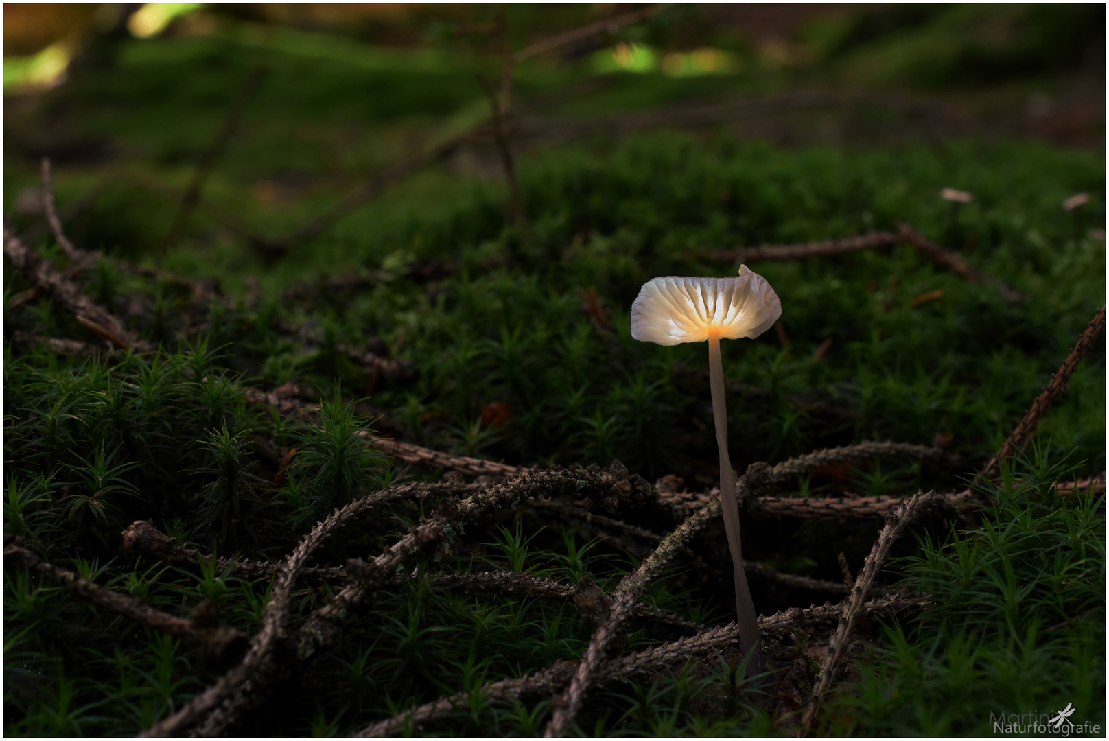 Lichtlein im Walde